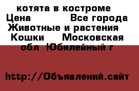 котята в костроме › Цена ­ 2 000 - Все города Животные и растения » Кошки   . Московская обл.,Юбилейный г.